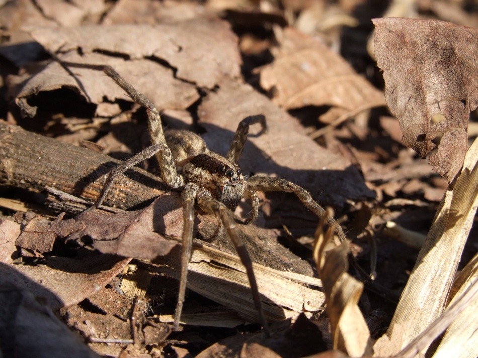 Hogna sp.